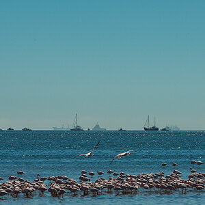 Flamingos vor Walvis Bay