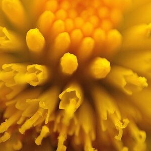 Blumenmakros 03