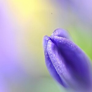 Blumenmakros 02
