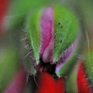 Blumenmakros 01