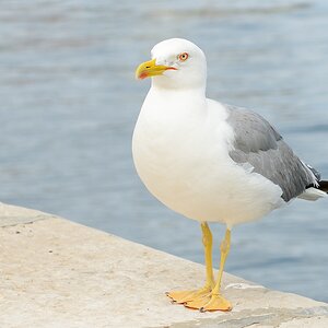 Möwe