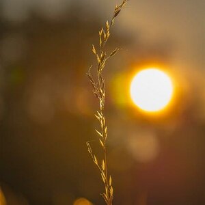 Gras Sonne