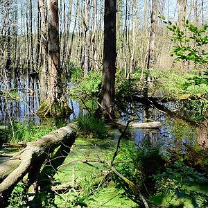 Usedom 001