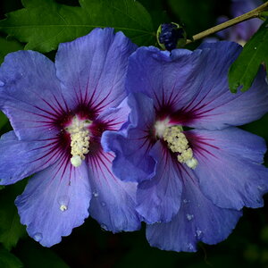 Hibiskus