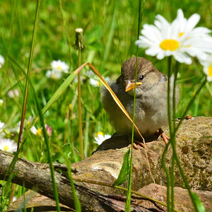 DSC 1527 khg