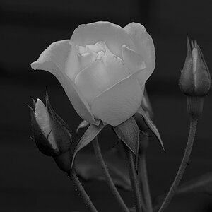 weisserose2