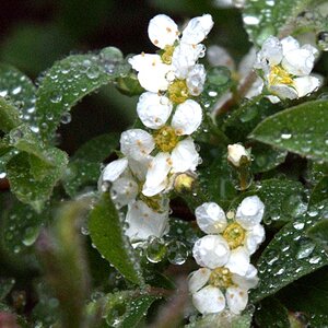Regenschauer