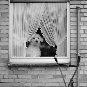 386700hundfenstersw
