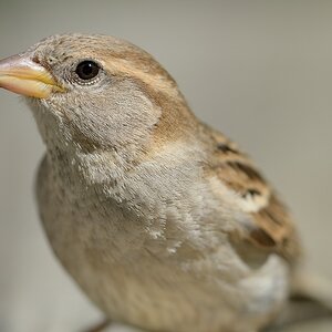 Spatz weiblich 062014