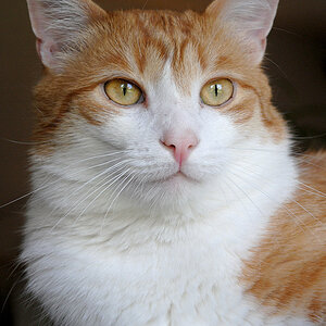 kater t 2