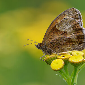Schmetterling5008dunkl
