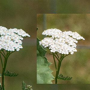 M Weinzierl 1001