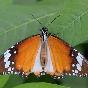 Kleiner Monarch 082014
