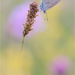 Polyommatus semiargus
