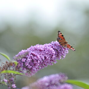 schmetterling