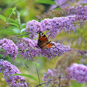 schmetterling1