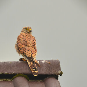 DSC 2239 khg