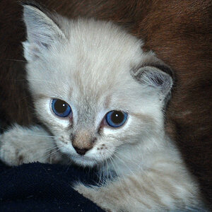 Bild 978I