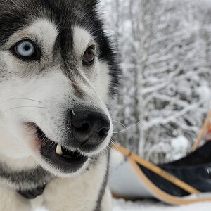 s870 Husky 9016  5