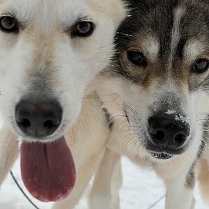 s870 Huskys 8932
