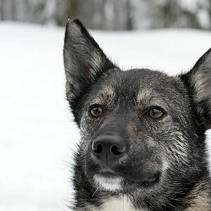 s871 Husky 8977