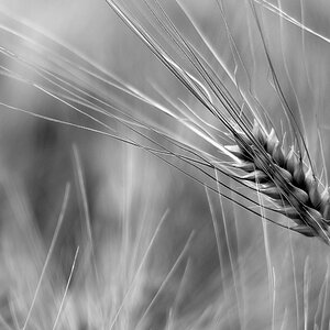 DSF1311 web