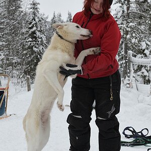 s872 Husky Kuss 9102 h  5
