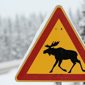 s882 ElchSchild 5984