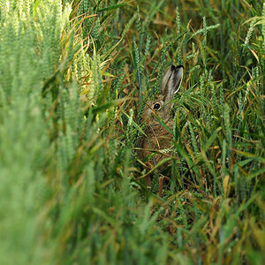 DSC 2364 Hase 1000