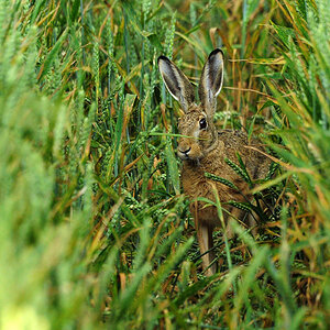 DSC 2369 Hase 1000