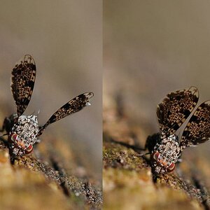 Pfauenfliege