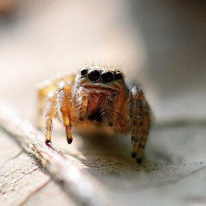 kleine Springspinne