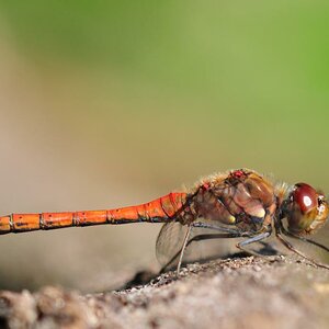 Libelle