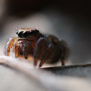 Springspinne