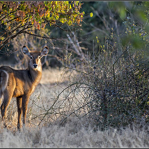 Sambia 3189