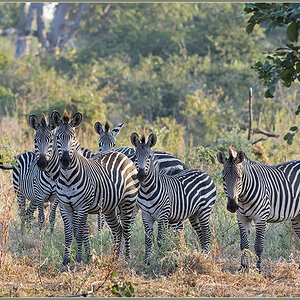 Sambia 3345