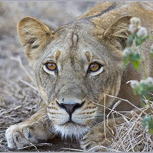 Sambia 3367