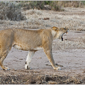 Sambia 3407