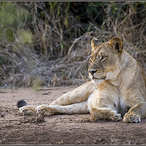 Sambia 3424
