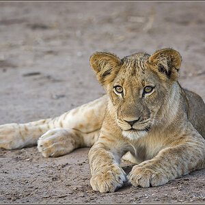 Sambia 3443