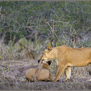 Sambia 3468