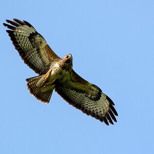 D71 Bussard 50 500 Nikon F