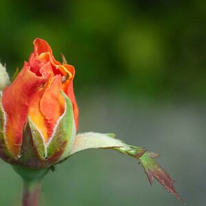 Whisky Rose