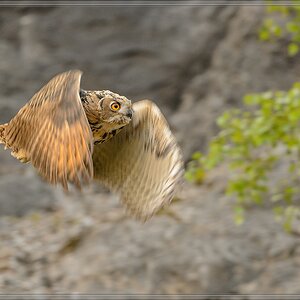 20140710 9597 [NIKON D4] 600 mm,1 250 Sek. bei ƒ   5,6 Bearbeitet