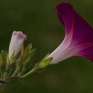 Groß und klein

Mehrere Prunkwinden mit unterschiedlichen Farben blühen im heimischen Garten!


Nikon D7000 + AF Nikkor 4/200mm D ED; 7° 56´; 1/40", f
