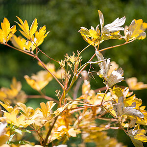 Zeiss Otus 55mm 2