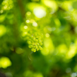 Zeiss Otus 55mm 3
