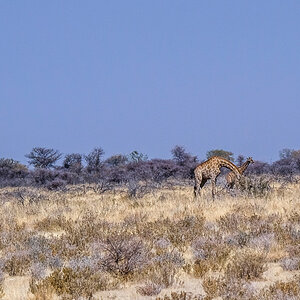 Giraffen