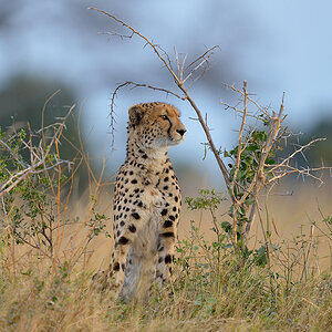 HS4 4557