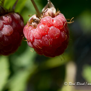 So schmeckt der Sommer ...